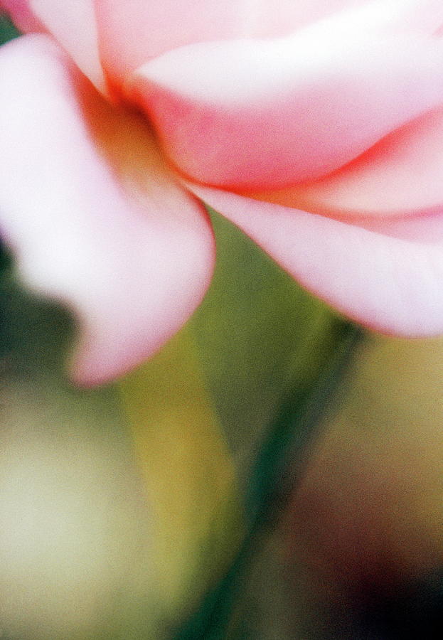 Rose (rosa queen Elizabeth) Photograph by Rachel Warne/science Photo Library