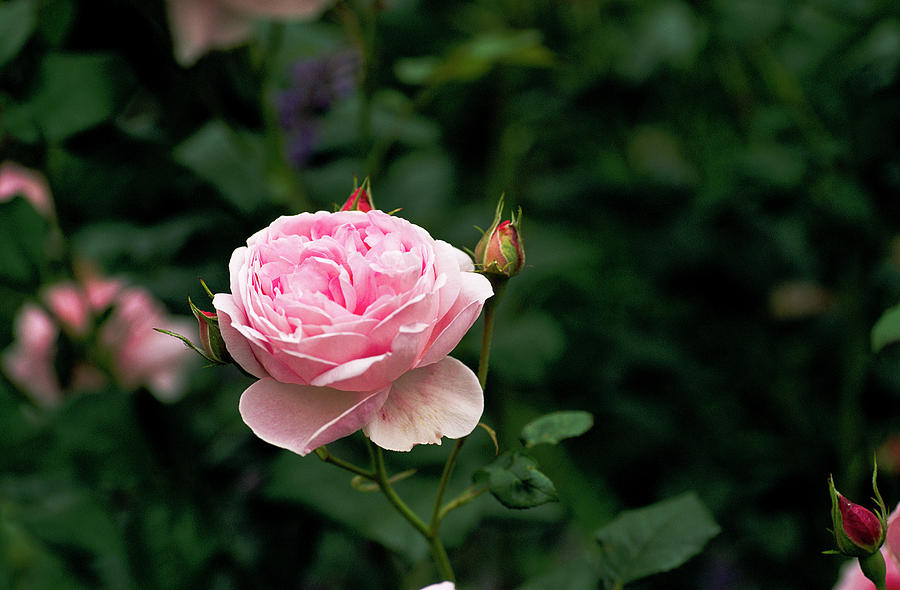 Rose (rosa 'sceptred Isle') Photograph by Anthony Cooper/science Photo ...