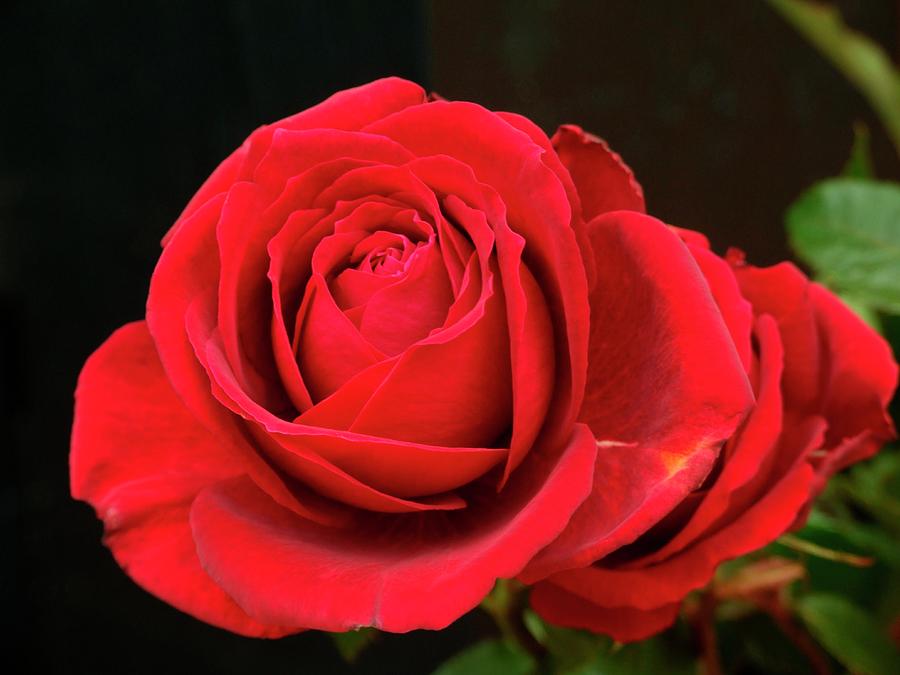 Rose (rosa 'wedding Wishes') Photograph by Ian Gowland/science Photo ...