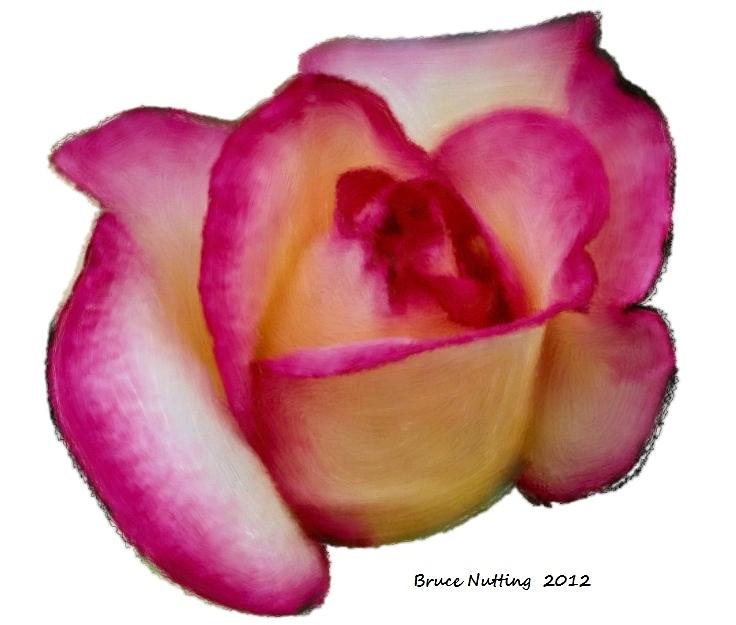 Rose Rose Bud Painting by Bruce Nutting