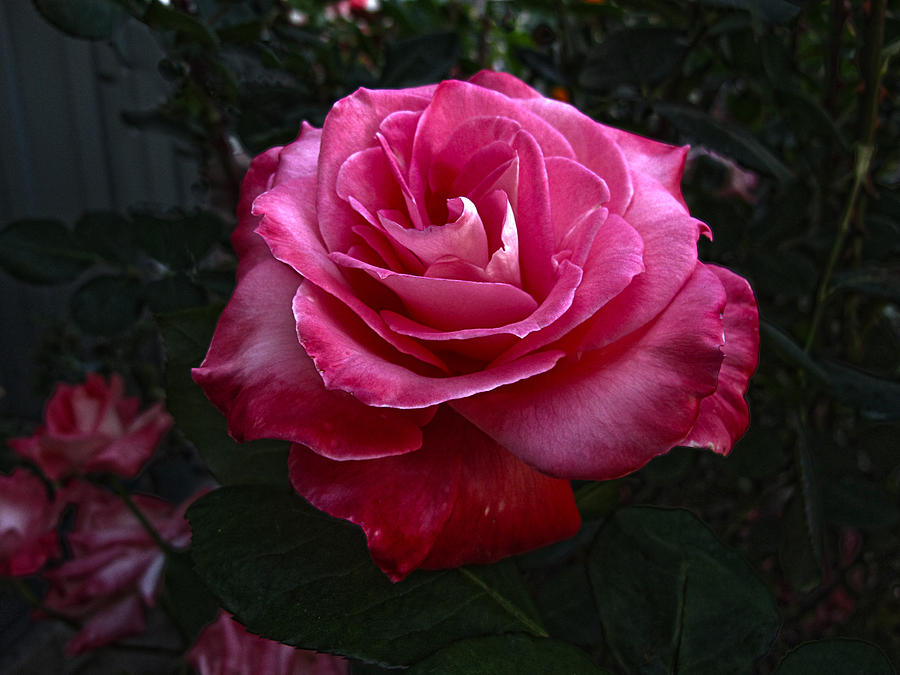 Rose Rose Photograph by Helaine Cummins