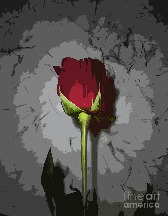 Rose Rose In Painting Style Photograph