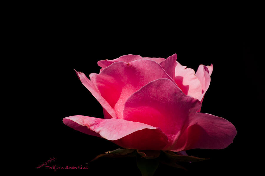 Rose Rose on Black Photograph by Torbjorn Swenelius