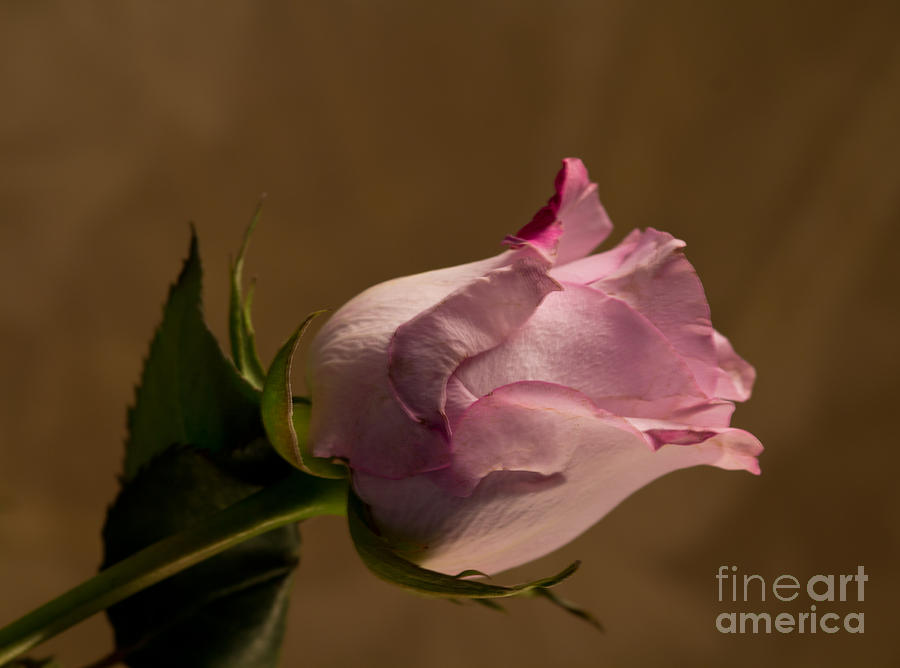 Rose Photograph by Sandra Clark