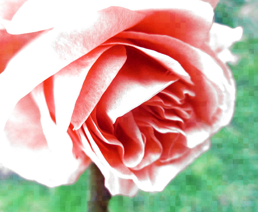 Abstract Photograph - Rose Scented by Steve Taylor