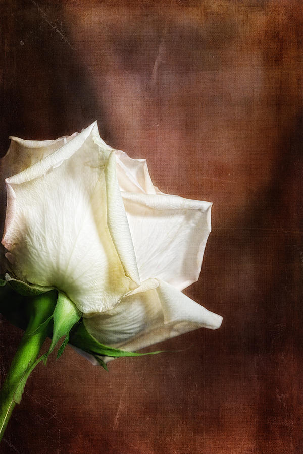Still Life Photograph - Rose - See Things Differently by Tom Mc Nemar