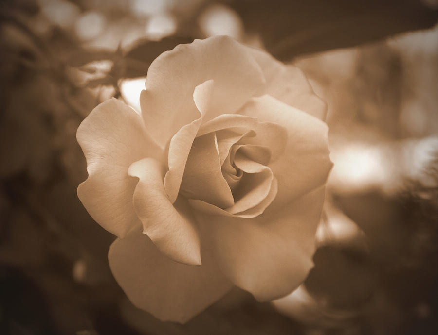 Rose - Sepia Photograph by Beth Vincent