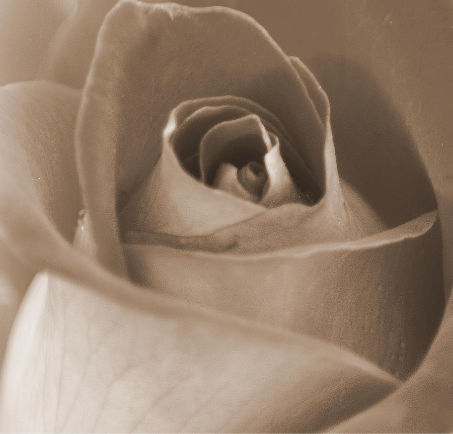 Sepia Rose  Photograph by Joan Han