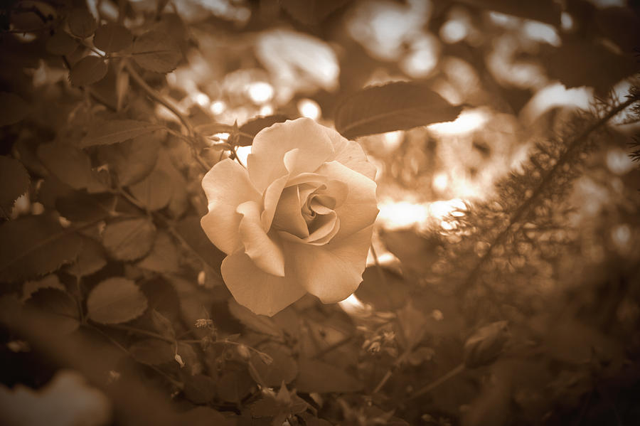 Rose - Sepia II Photograph by Beth Vincent