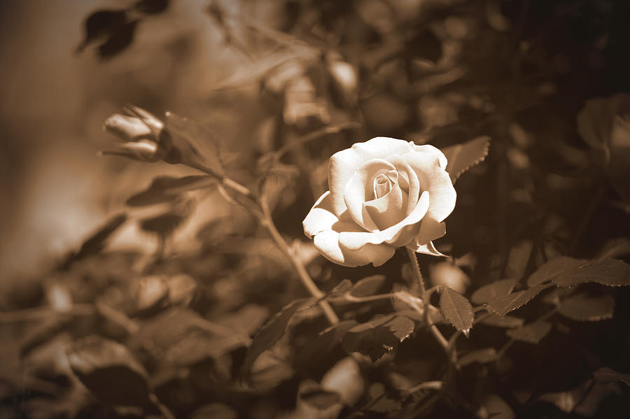 Rose - Sepia III Photograph by Beth Vincent
