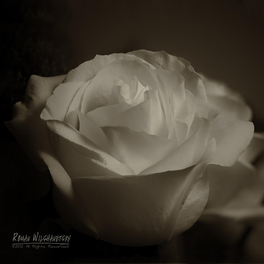 Rose Shadow and Light Photograph by Roman Fine Art America