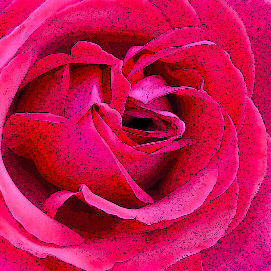 Rose Photograph - Rose by Sharon Lisa Clarke
