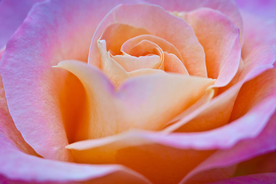 Rose Soft and Up Close Photograph by Marvin Mast