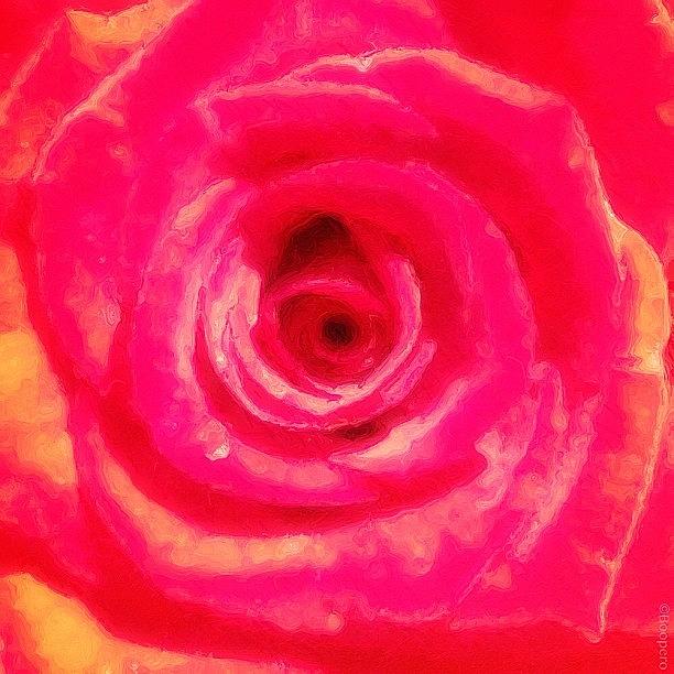 Flowers Still Life Photograph - Rose Spiral - A Whirlpool Of Petals by Photography By Boopero