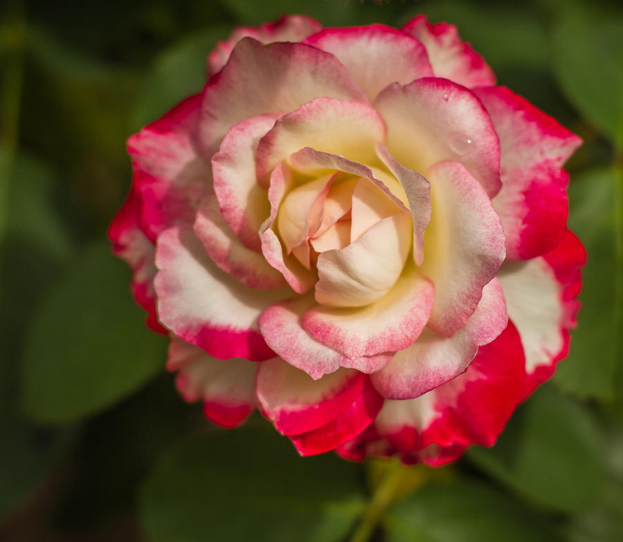 Flowers Still Life Photograph - Rose Splendor by Jane Luxton