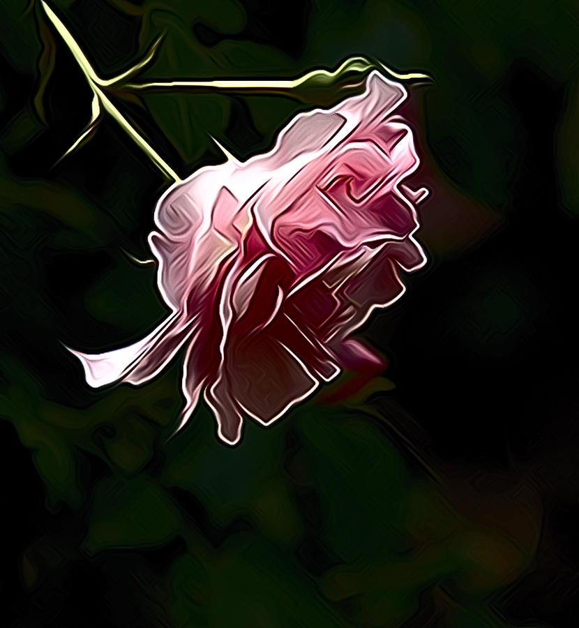 Rose Squared Photograph by Alice Gipson - Fine Art America