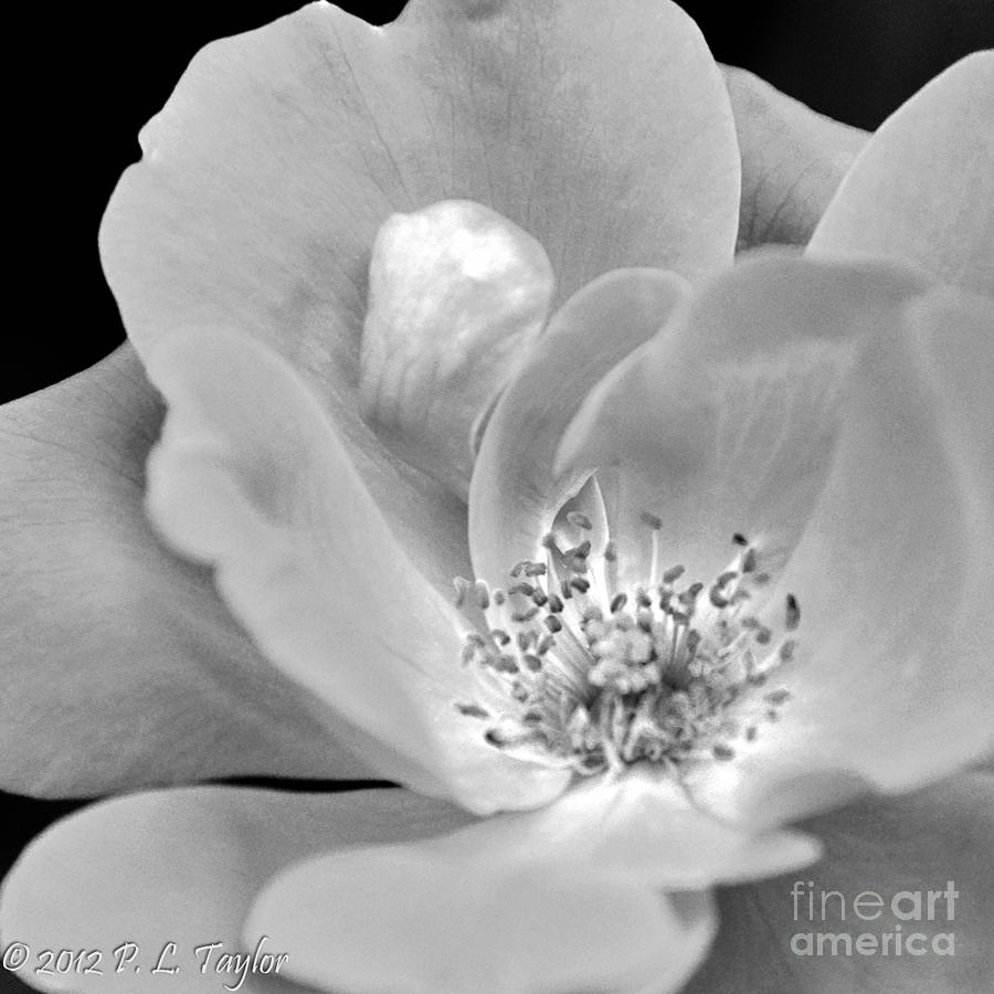 Rose Squared Photograph by Pamela Taylor
