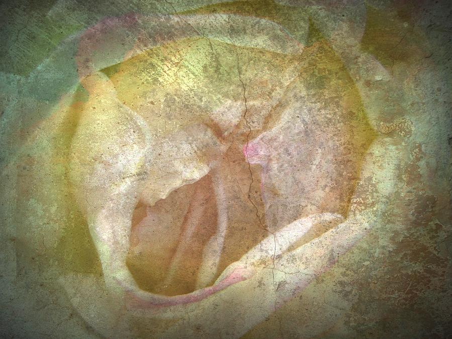 Unique Photograph - Rose Study 2 by Shirley Sirois