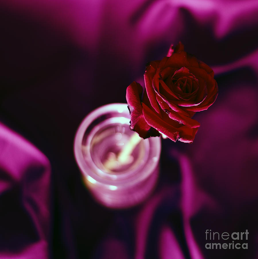 Rose Photograph by Stelios Kleanthous