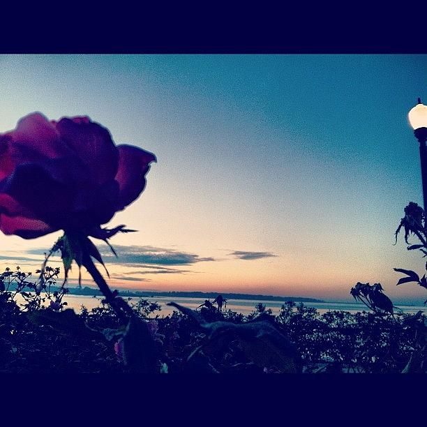 Rose Photograph - #rose #sunrise #boully by Kahsha Ward