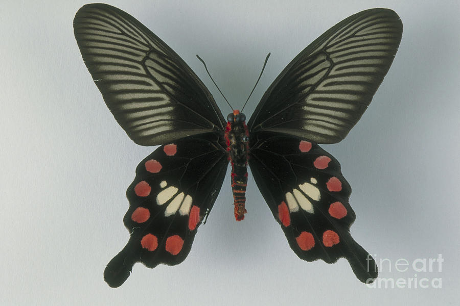 Rose Swallowtail Butterfly Photograph by Barbara Strnadova