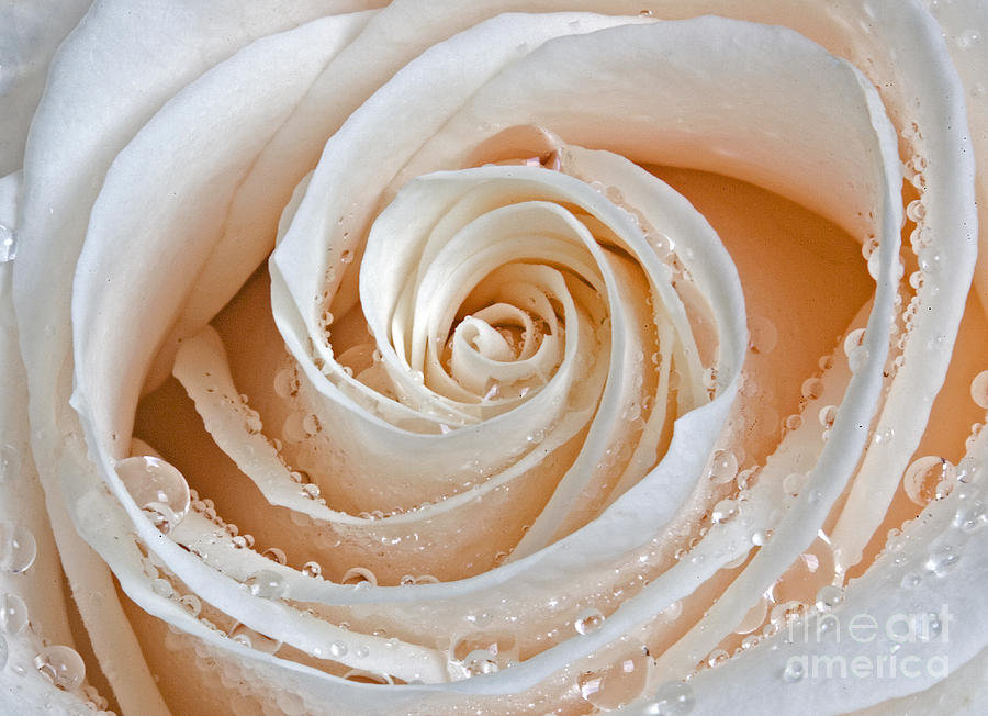 Rose Swirls and Dew Photograph by Susan Candelario