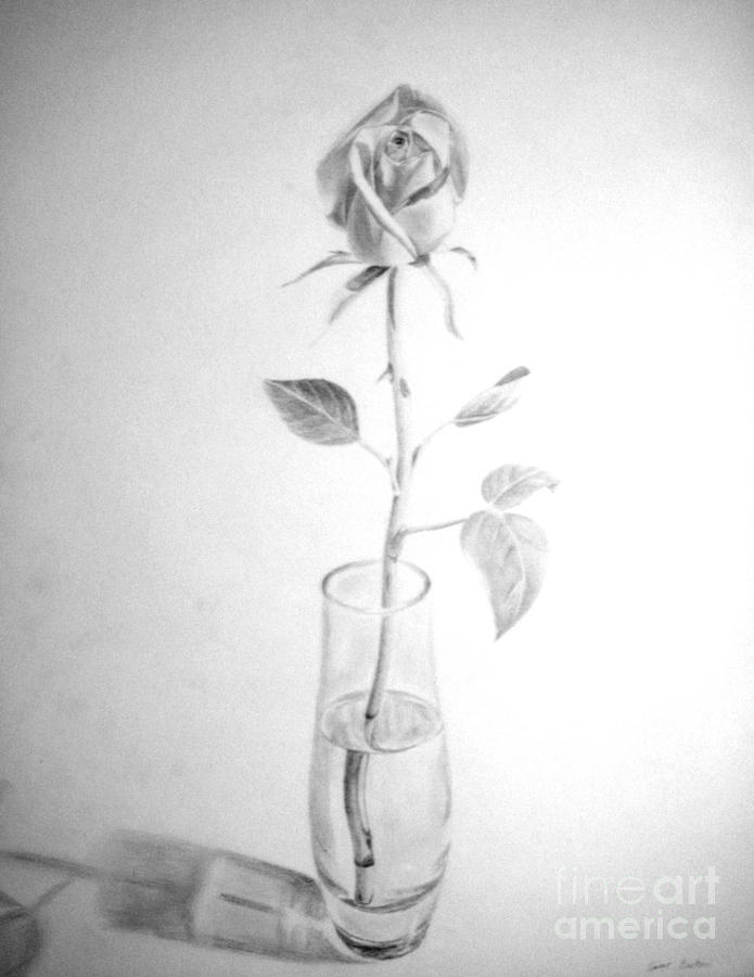 Rose Drawing by Tamir Barkan
