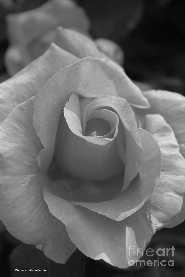 Black And White Photograph - Rose by Tannis  Baldwin