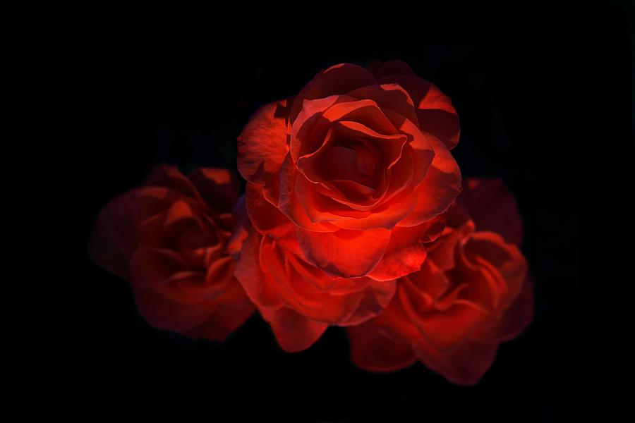 Rose Three Photograph by David Andersen