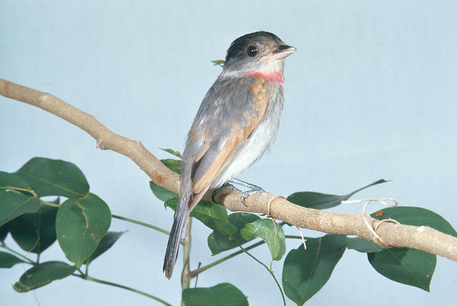 Rose-throated Becard Photograph by John S. Dunning