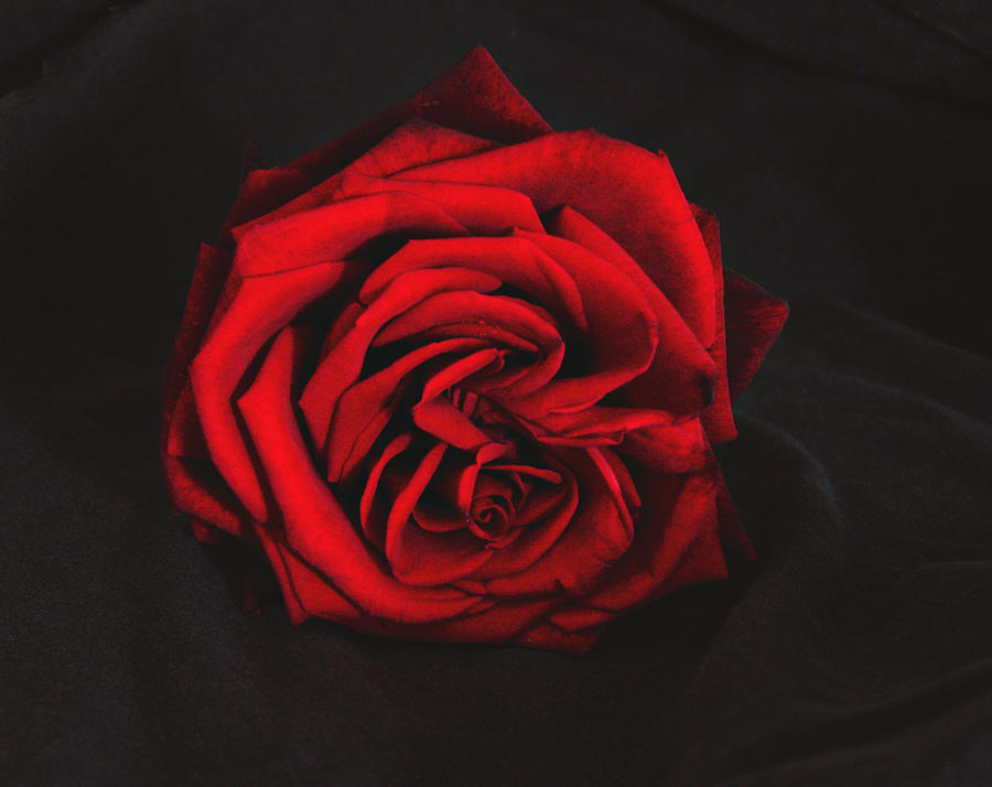 Red Rose on black Photograph by Tom Conway