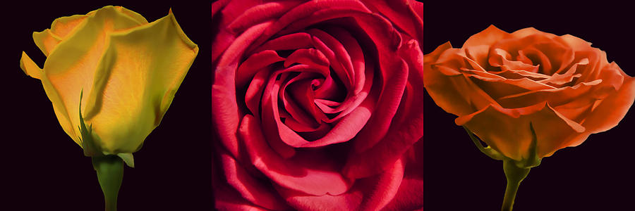 Flower Photograph - Rose Triad I by John Hansen