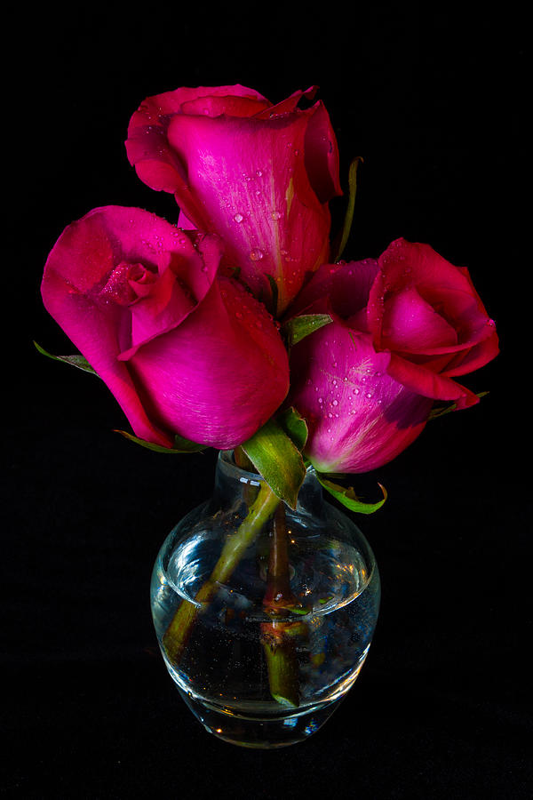 Rose Trio Photograph by Lindley Johnson
