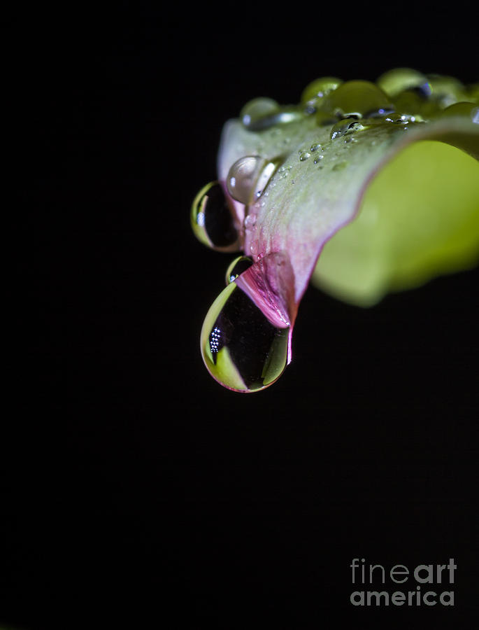 Rose Water Photograph by Mitch Shindelbower