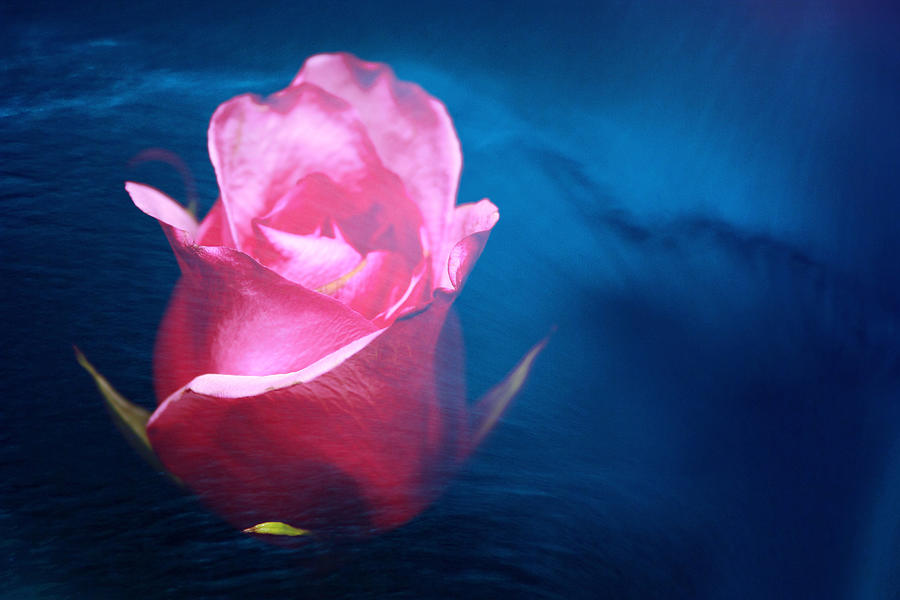 Rose Water Dreams Photograph by Toni Hopper