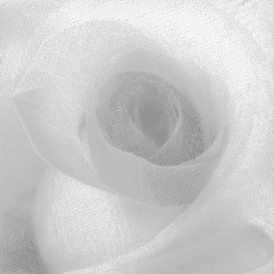 Rose White On White Painting by Tony Rubino