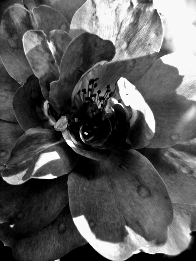 Black And White Photograph - Rose Wild by Mark Malitz