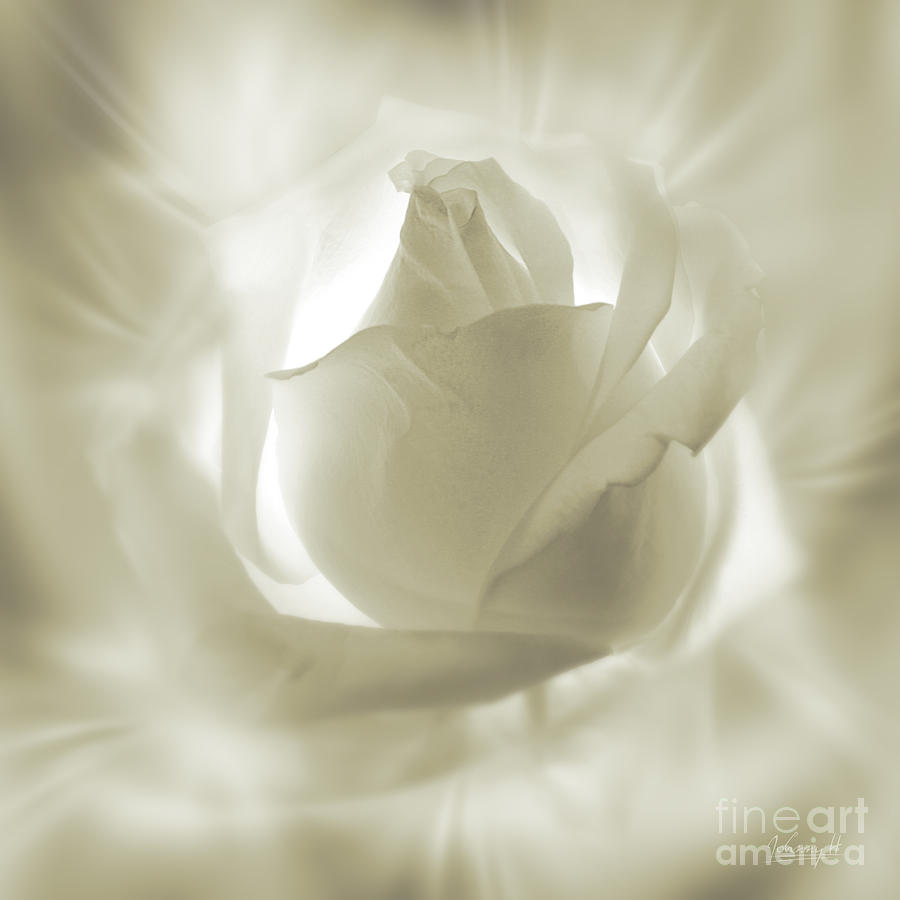 Rose with glow Digital Art by Johnny Hildingsson