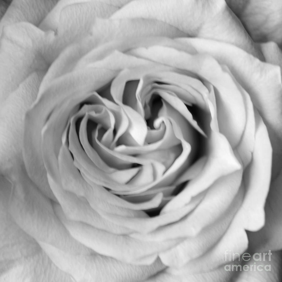 Rose With Heart B W Photograph by Connie Fox