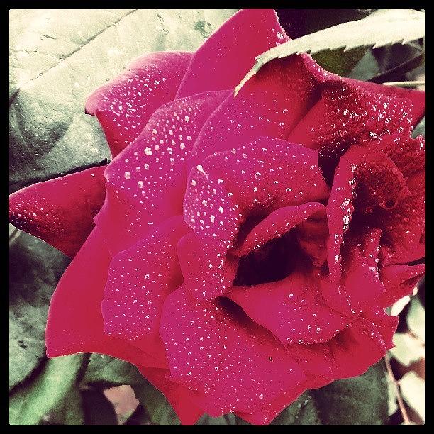 Rose With Rain Drops Photograph by Kat Wisecup