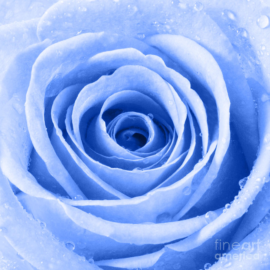 Rose With Water Droplets Blue Photograph By Natalie Kinnear