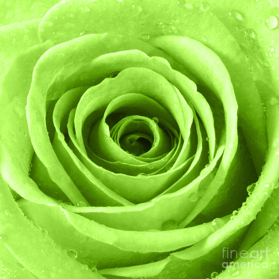 Rose with Water Droplets - Lime Green Photograph by Natalie Kinnear