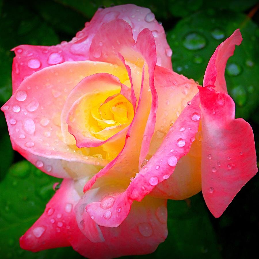 Rose with Water Droplets  Photograph by Nick Kloepping