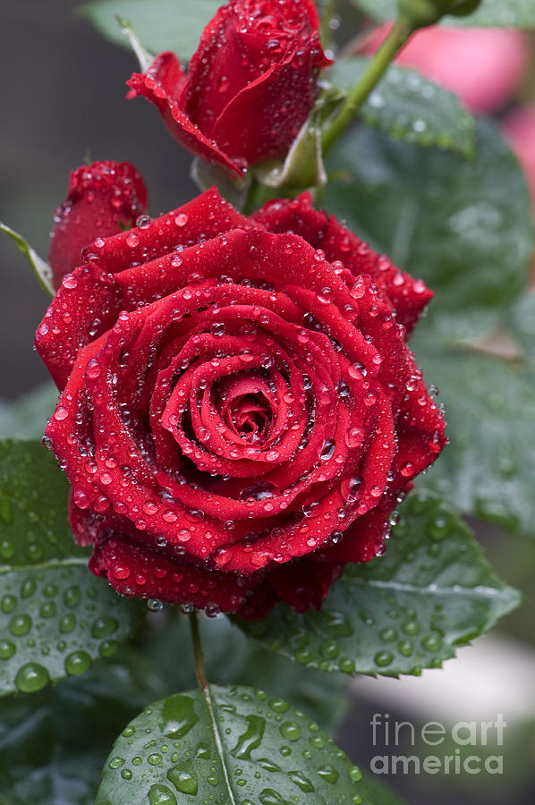 Rose with Water Droplets Photograph by Nigel Cattlin