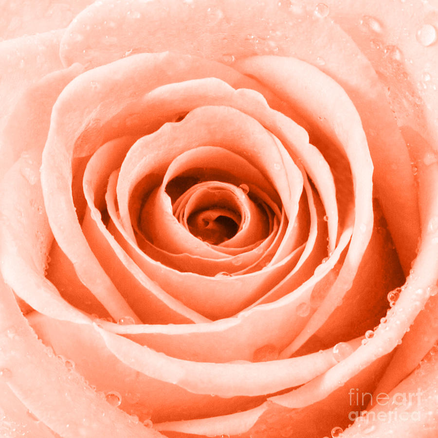 Rose Photograph - Rose with Water Droplets - Orange by Natalie Kinnear