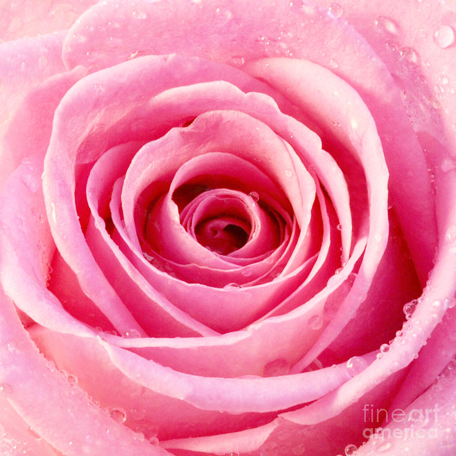 Rose Photograph - Rose with Water Droplets - Pink by Natalie Kinnear