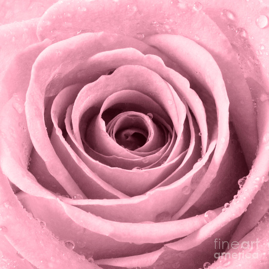 Rose Photograph - Rose with Water Droplets - Plum by Natalie Kinnear