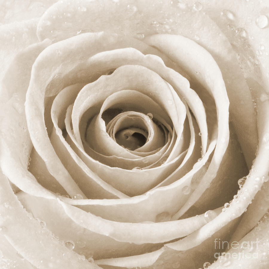 Rose with Water Droplets - Sepia Photograph by Natalie Kinnear