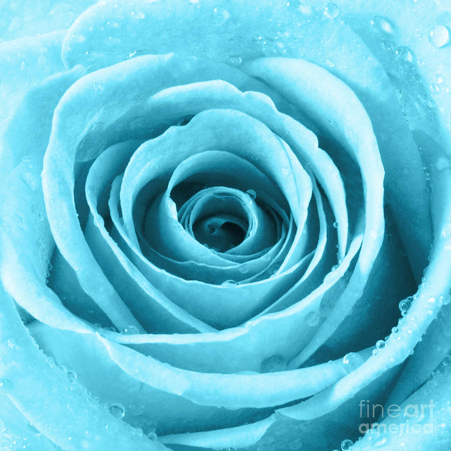 Rose Photograph - Rose with Water Droplets - Turquoise by Natalie Kinnear