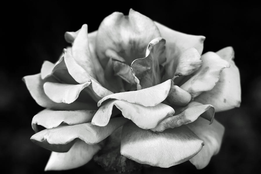 Rose wonder Photograph by Vanessa Thomas